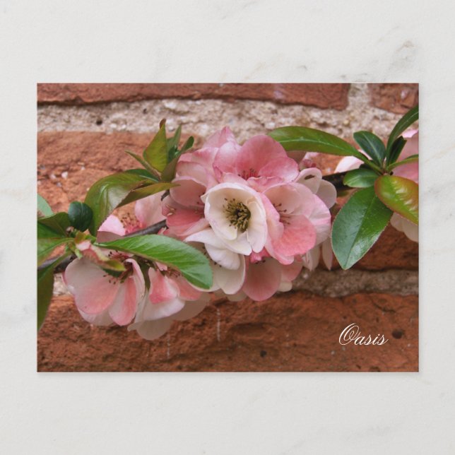 FLOWERS POSTCARD (Front)