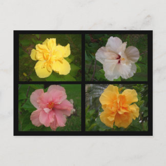 Flowers Postcard