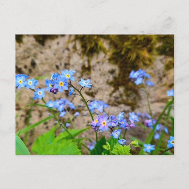 Flowers Postcard (Front)