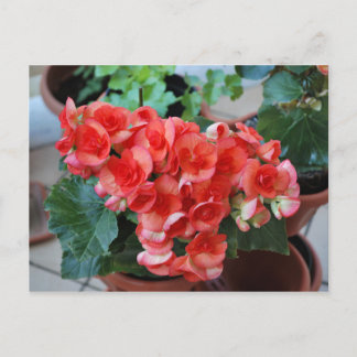 Flowers Postcard
