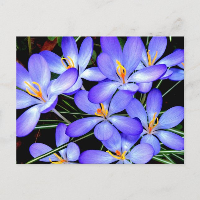 Flowers Postcard (Front)