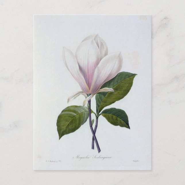 Flowers Postcard 12 (Front)
