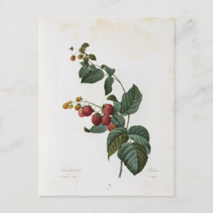 Flowers Postcard 17