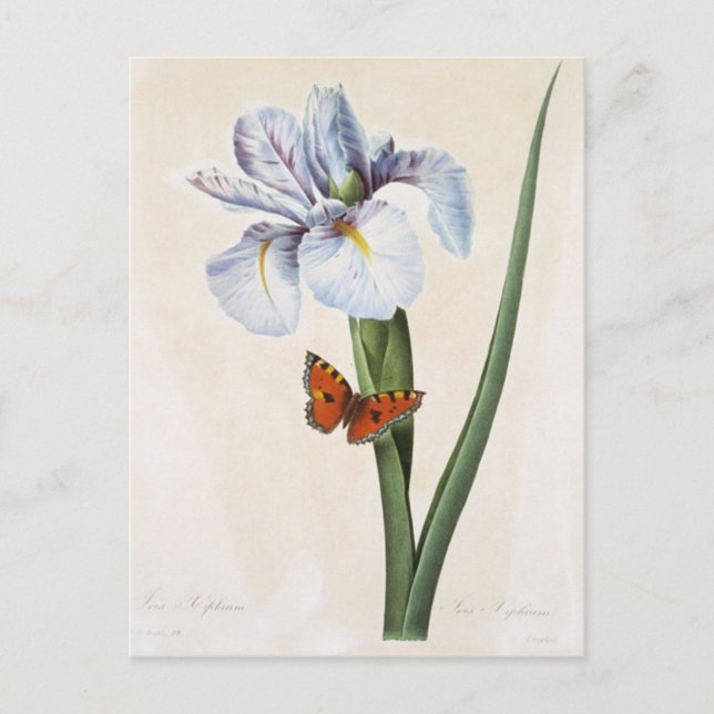 Flowers Postcard 8 (Front)