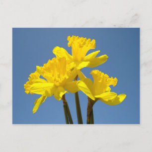 Flowers postcards Yellow Daffodils Garden