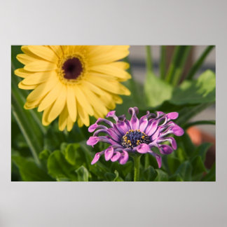 Flowers Poster