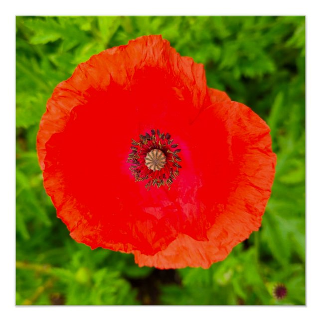 Flowers Poster (Front)