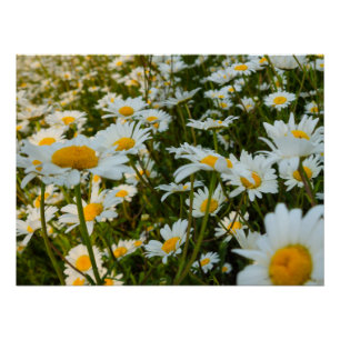Flowers Poster
