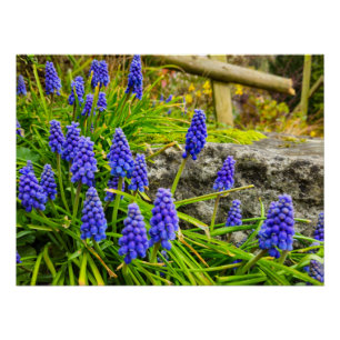 Flowers Poster