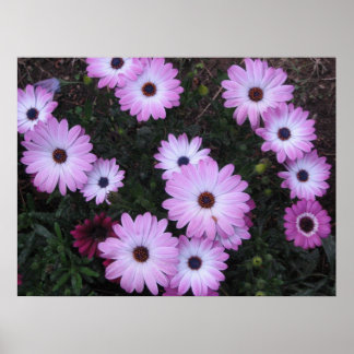 Flowers Poster