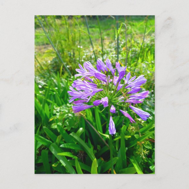 Flowers Power 5 Postcard (Front)