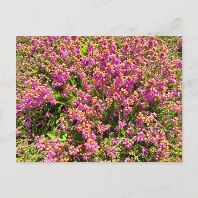 Flowers Power - 8 Postcard (Front)
