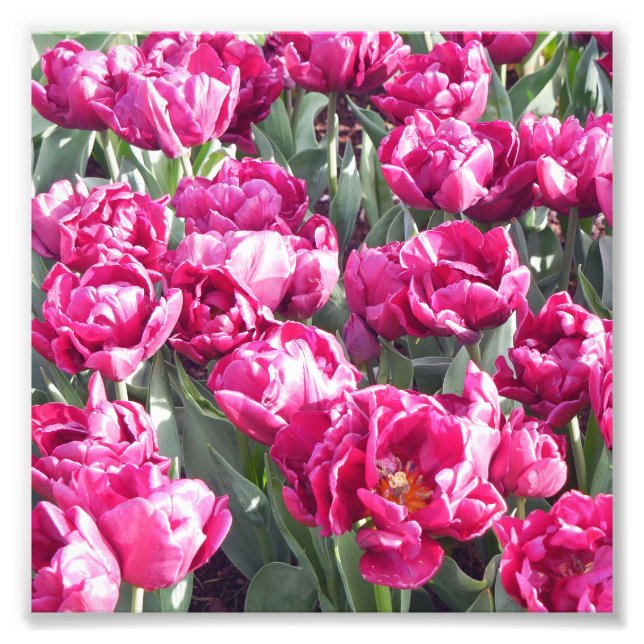 Flowers' power (Article 1717) Photo Print (Front)