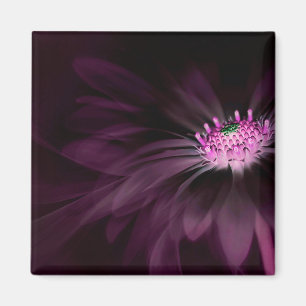 Flowers Purple Daisy Magnet
