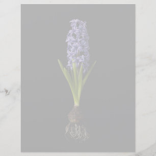 Flowers Purple Hyacinth Bulb