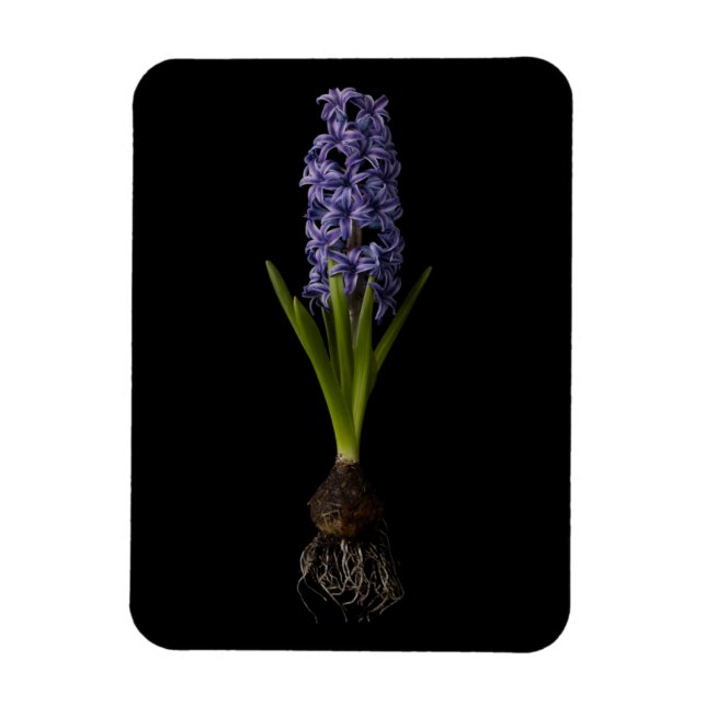 Flowers | Purple Hyacinth Bulb Magnet (Vertical)