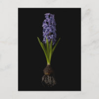 Flowers | Purple Hyacinth Bulb