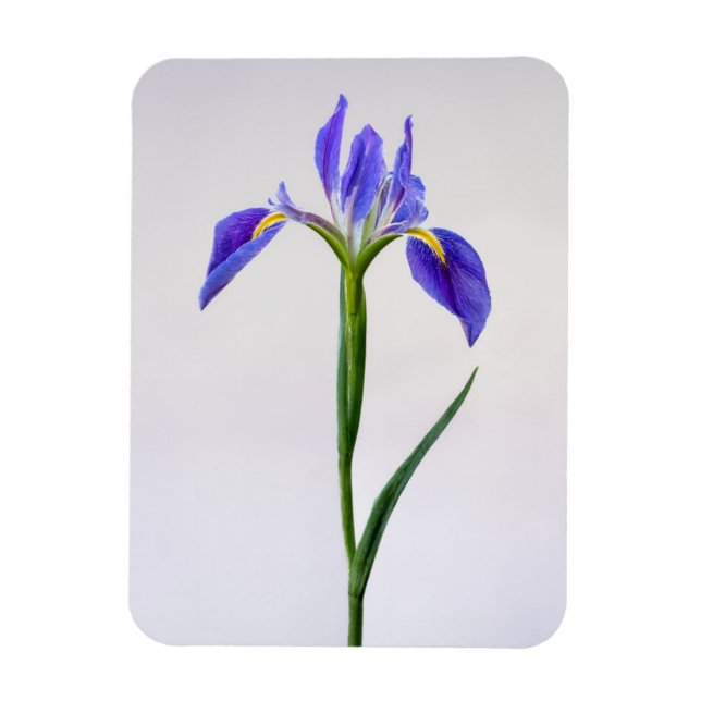 Flowers | Purple Iris Flower Magnet (Vertical)