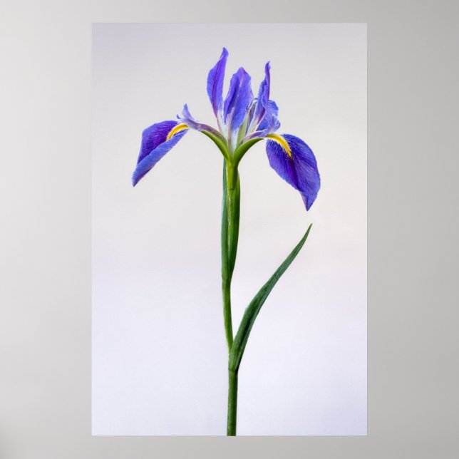 Flowers | Purple Iris Flower Poster (Front)