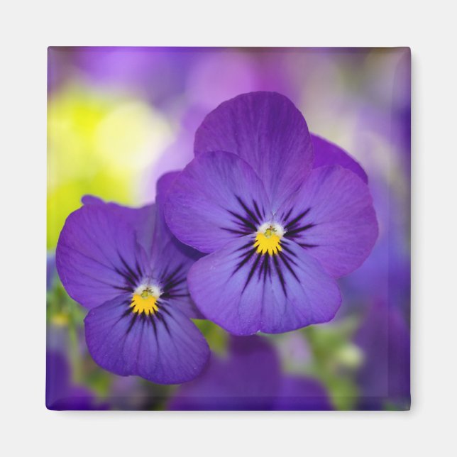 Flowers | Purple Pansies Magnet (Front)