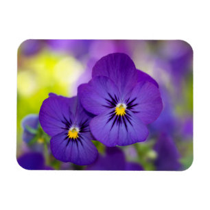 Flowers Purple Pansies Magnet