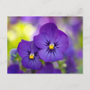 Flowers Purple Pansies Postcard