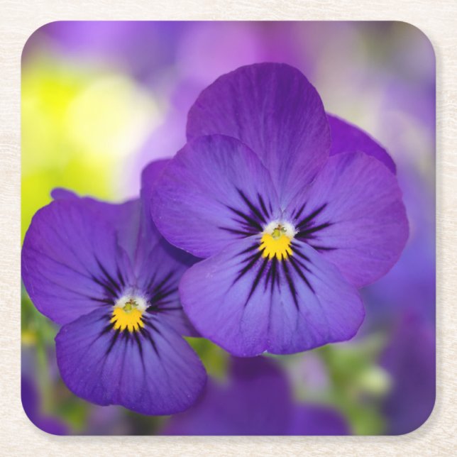 Flowers | Purple Pansies Square Paper Coaster (Front)