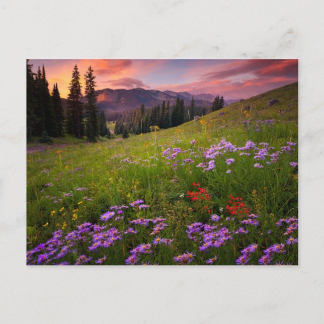Flowers | Purple Wildflowers Colorado Postcard (Front)