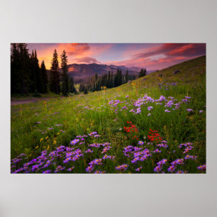 Flowers   Purple Wildflowers Colorado Poster