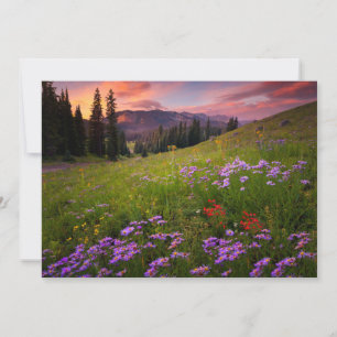 Flowers   Purple Wildflowers Colorado Thank You Card