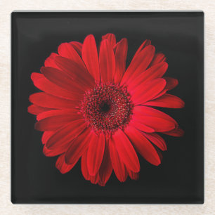 Flowers Red Gerbera Daisy Glass Coaster