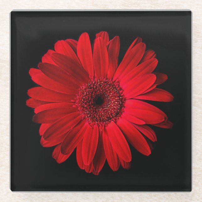 Flowers | Red Gerbera Daisy Glass Coaster (Front)