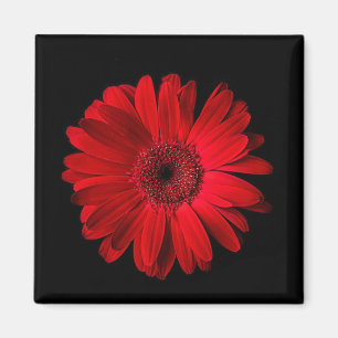 Flowers   Red Gerbera Daisy Magnet