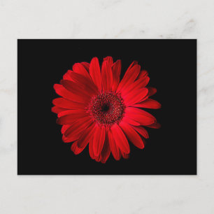 Flowers Red Gerbera Daisy Postcard