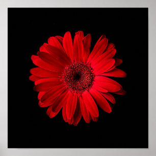 Flowers   Red Gerbera Daisy Poster