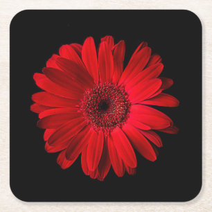 Flowers   Red Gerbera Daisy Square Paper Coaster
