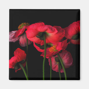 Flowers Red Poppies Magnet