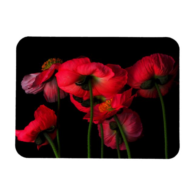 Flowers | Red Poppies Magnet (Horizontal)