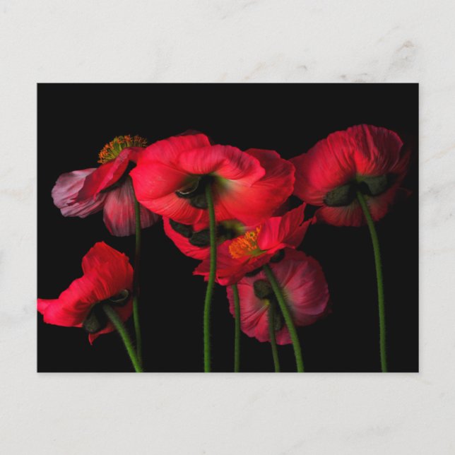 Flowers | Red Poppies Postcard (Front)
