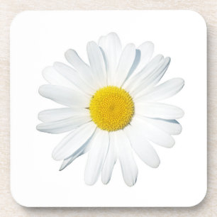 Flowers   Single Daisy Coaster
