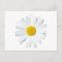 Flowers | Single Daisy