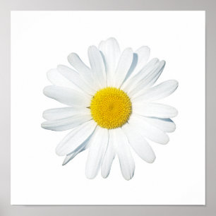 Flowers   Single Daisy Poster