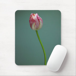 Flowers Single Tulip Flower Mouse Pad
