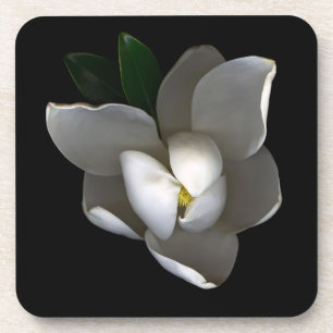 Flowers Single White Magnolia Blossom Coaster