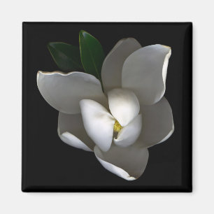 Flowers   Single White Magnolia Blossom Magnet