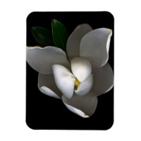 Flowers | Single White Magnolia Blossom