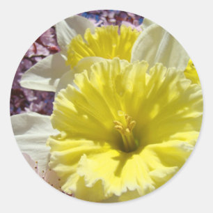 Flowers Spring Daffodil Flowers stickers Colourful