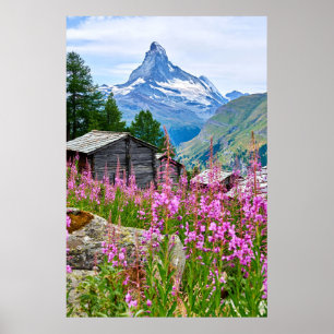 Flowers   Summer Matterhorn Switzerland Poster