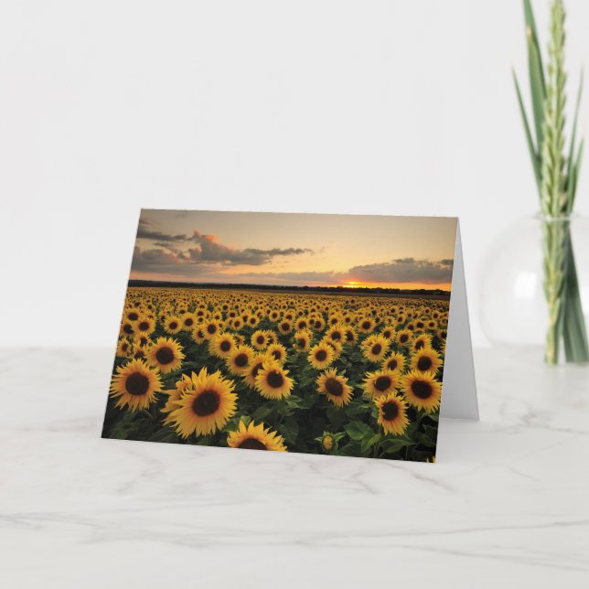 Flowers | Sunflower Field Card (Front)