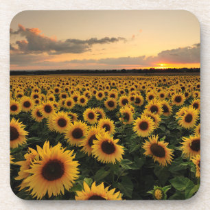 Flowers Sunflower Field Coaster